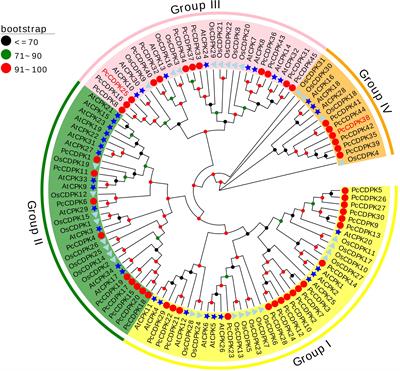 Identification of the CDPK gene family in patchouli and functional analysis in response to continuous cropping stress